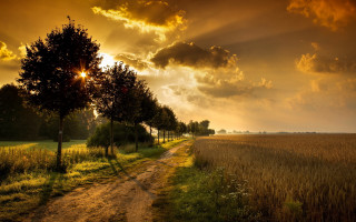 Dirt road field trees grass 4 - a dirt road in a field free wallpaper