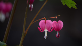 Pink flower green leaf water - water drop free wallpaper