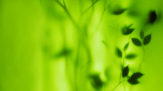 Blurry plant leaves green background 2 - stem free wallpaper