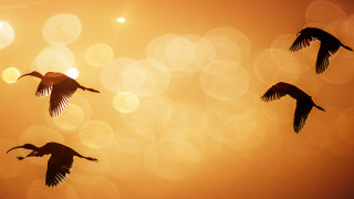 Birds sunset flying lens flare - a group of birds free wallpaper