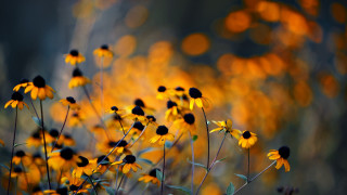Yellow flower field blurry background - deep depth of field free wallpaper