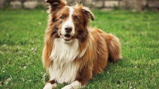 Dog grass outdoor smile blurry - his face free wallpaper