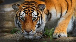 Tiger walking rock zoo exhibit - a tiger free wallpaper