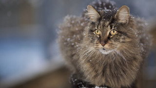 Cat snow curious eyes carlos - curious free wallpaper