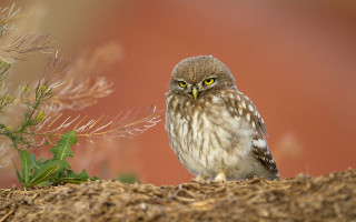 Small owl hay red background - a pile of hay free wallpaper
