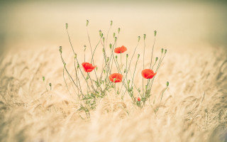 Tall grass red flowers impressionist - center free wallpaper