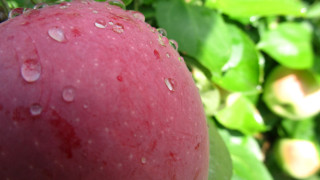 Red apple water drops branch - the background and a blurry background free wallpaper