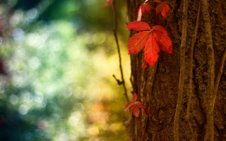 Tree red leaves forest autumn - a blurry background of trees and grass free wallpaper