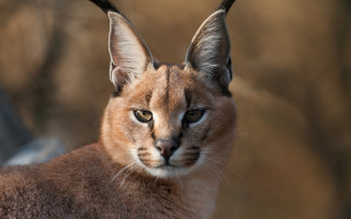Cat long tail big nose - a close up of a cat free wallpaper