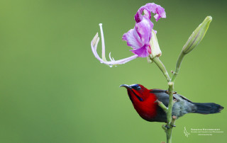 Bird perched flower green background - a flower free wallpaper