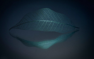 Large leaf wire hologram fiona - blue sky free wallpaper