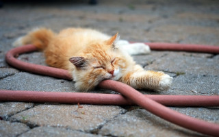 Cat sleeping red hose outdoors - conceptual art free wallpaper