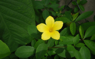 Yellow flower green bush gray - a green bush free wallpaper