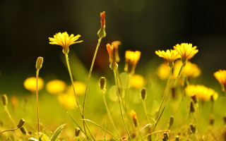 Yellow sunflower blurry background macro - e. william gollings free wallpaper
