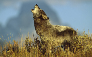 Wolf tallgrass skyfireworks portrait nature - caspar wolf free wallpaper