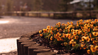 Flowers road side fence autumn - bush free wallpaper