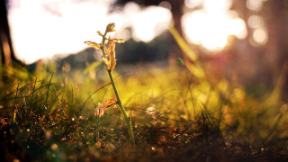 Small plant near tree shooting - a small plant free wallpaper