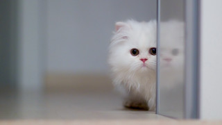 White cat glass door symmetrical - a portrait free wallpaper