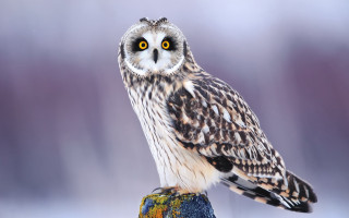 Small owl perched rock yellow - a black head free wallpaper