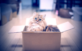 Cat box room blue eyes - a box free wallpaper