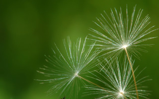 Dandelion white seeds green blurry - e. william gollings free wallpaper
