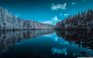 Lake trees forest snow night - tree and a forest free wallpaper