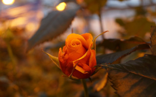 Orange rose night garden bokeh - single free wallpaper