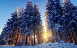 Snowy forest sunshine autumn leaves - a forest free wallpaper