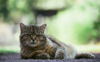 Cat laying closed eyes blurry - a blurry background of trees free wallpaper