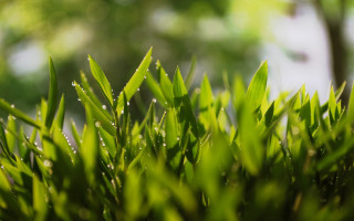 Green plant water droplets macro 27 - a green plant free wallpaper