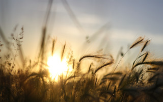 Sunset grass tiltshift forest nature - the sun free wallpaper