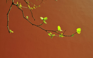 Branch leaves green wall gradient - the branch free wallpaper