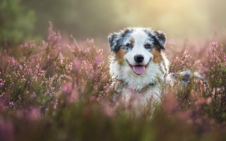 Dog sitting field flowers tongue 3 - a field of flowers free wallpaper