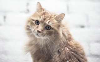 Cat snow sad look realistic - the snow free wallpaper for desktop