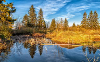 Pond autumn trees blue sky 2 - tree and grass free wallpaper