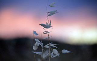 White flower bird sunset macro - a plant free wallpaper