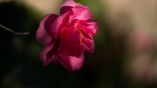 Pink flower blooming branch sun - a blurry background of leaves free wallpaper