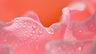 Pink flower water droplets impressionism - a white center free wallpaper