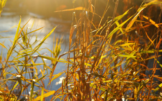 Plants water sky autumn leaves - sunlight free wallpaper