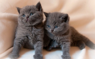 Kittens blue eyes white sheet - grey background free wallpaper
