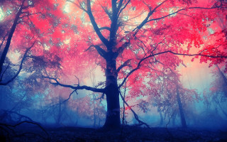 Red foggy forest blue sky - branch free wallpaper