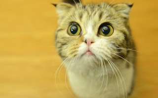 Surprised cat big eyes wooden - a pastel free wallpaper for desktop