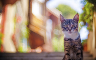 Cat steps tiltshift flare anamorphic - optical free wallpaper