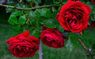 Red rose closeup green leaves - green leaf and grass free wallpaper