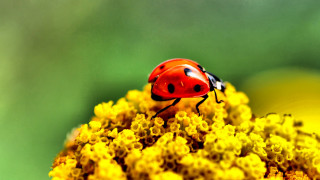Ladybug yellowflower greenleaves autumn fire - a lady bug free wallpaper