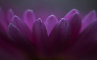Purple flower macro shallow depth - a purple flower free wallpaper