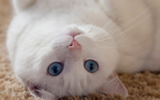 White cat blue eyes laying 4 - its head on free wallpaper