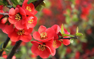 Red flower closeup bokeh nature - other flower free wallpaper