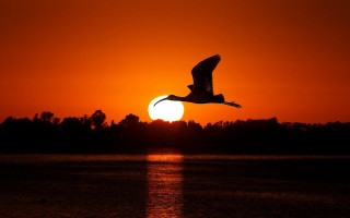 Bird sunset water trees silhouette - over a body of water free wallpaper