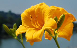 Yellow flower lake macro blurry - a lake in the background free wallpaper